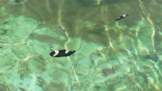 slow motion of saddleback clownfish or yellowfin anemonefish (Amphiprion polymnus) swimming in water