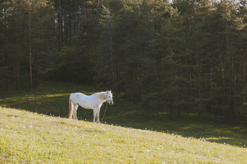 Fototapeta premium White horse standing peacefully on a lush green mountain pasture with wildflowers and pine forest trees in the warm morning sun