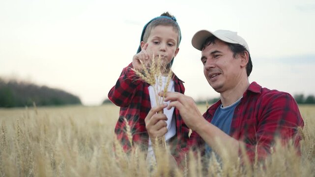 Father child in field. Farmer teaching child about wheat. Father child examining wheat ears. Learn about farm. Farmer shares knowledge on wheat. Child father bond over wheat. Agricultural education.