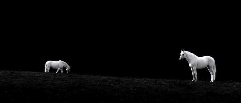 Two white horses stand and graze in a dark field with black background