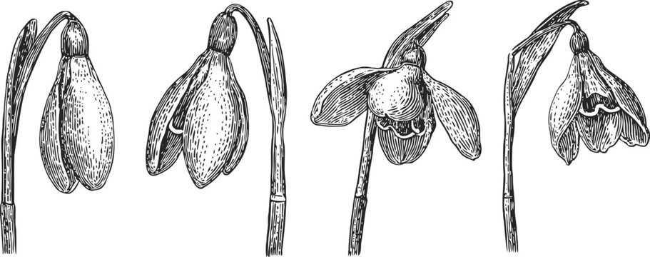 Detailed black and white snowdrop botanical sketches vintage engraving illustration