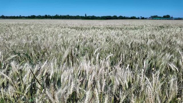 serene wheat field under clear blue sky with expansive open landscape and ground-level wide-angle perspective showing soil and stalks of green and brown wheat plants.