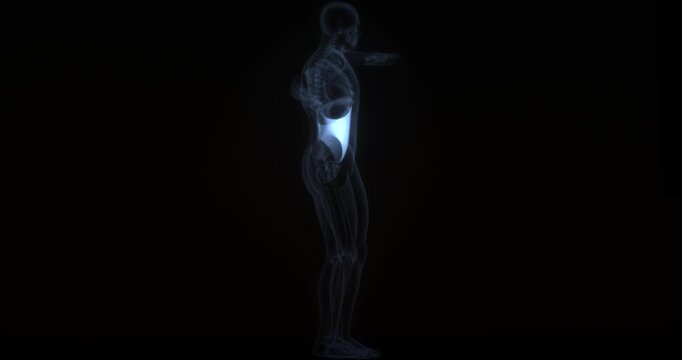Abdominal internal oblique muscle in human body. X Ray. Loop