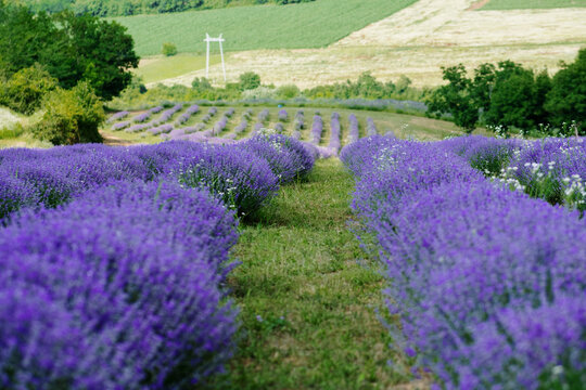 View of rows of purple lavender flowers in a field with rolling hills and trees in the background in Novi Sad, Vojvodina, Serbia.
