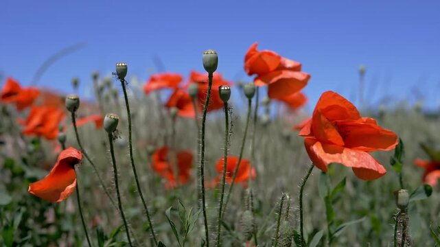 Vibrant red poppy flowers and green seed pods sway gently in a sunlit meadow under a clear blue sky during a warm summer day. Concept of natural beauty, growth, and summer serenity.