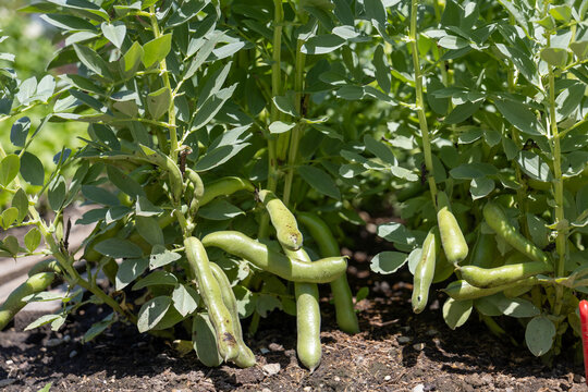 Broad bean plants producing green pods in home vegetable garden. Nitrogen fixing crop supporting healthy soil and sustainable kitchen garden production