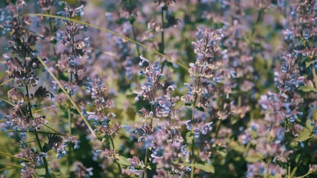 Delicate purple field flowers bloom and gently sway amidst green stems under the bright and warm summer sunlight. Concept of summer tranquility, natural beauty, and outdoor gardening.