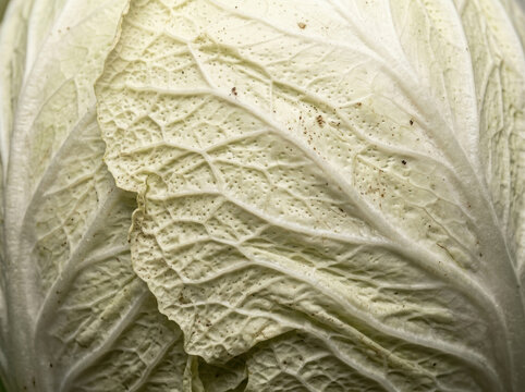 Pale napa cabbage leaf macro background with detailed white ribs and veins