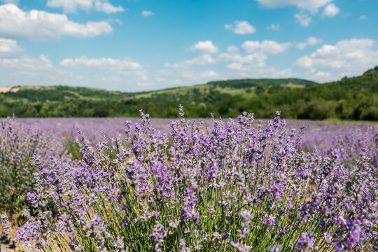 View of a vibrant lavender field in full bloom under a bright blue sky with rolling hills in the background in Novi Sad, Vojvodina, Serbia.