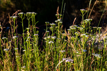 A stand of white yarrow fills the frame rising from rough grass. Tiny umbels catch rim light while a dark background sets them off creating a calm natural study of wild summer bloom. © Chornogirskyi
