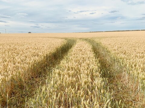 View of a golden wheat field with tractor tracks cutting through the crop under a cloudy sky in Chelveston, England, United Kingdom.