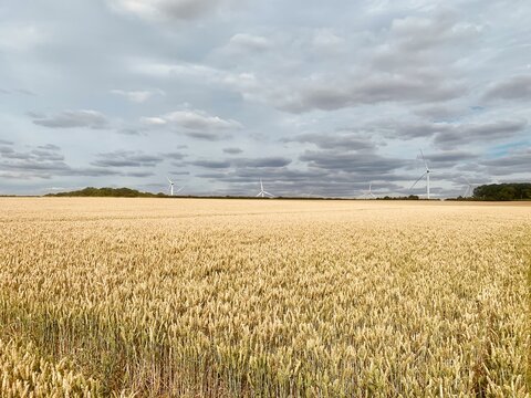 View of the Chelveston Renewable Energy wind farm with wind turbines rising above a golden wheat field under a cloudy sky in Chelveston, England, United Kingdom.