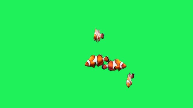Animation orange clownfish on black background.	
