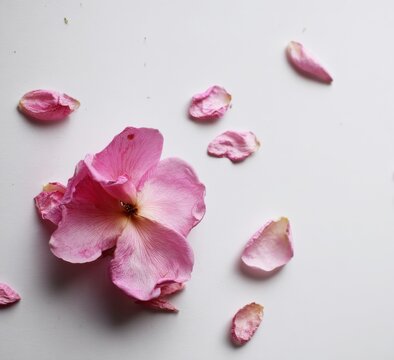 Pink floral petals scattered near a blooming rose flower with delicate botanical romantic blooming background scattered feminine decoration composition ornamental decorative fragrance