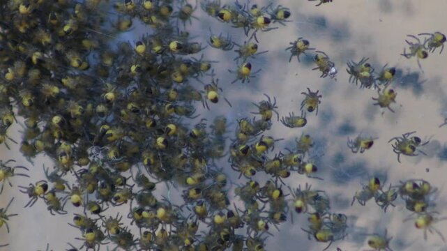Tiny yellow spiderlings gather across a glass door surface. Close-up nature footage useful for wildlife, insect, arachnid, and seasonal hatchling themes