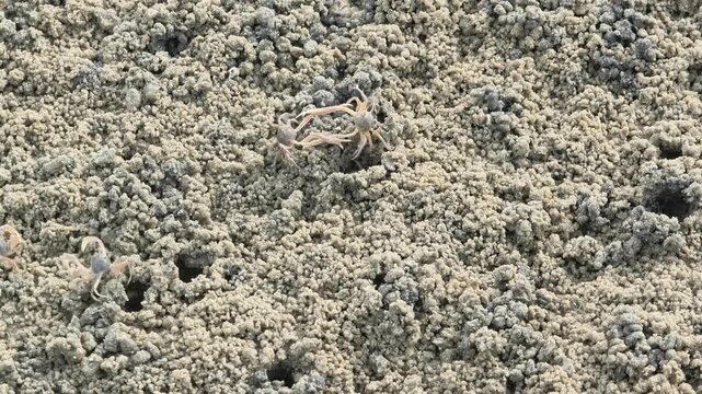 Countless tiny sand bubbler crabs emerge from their burrows. They scuttle across the beach to feed. As the high tide approaches, they quickly retreat back into their holes for safety.