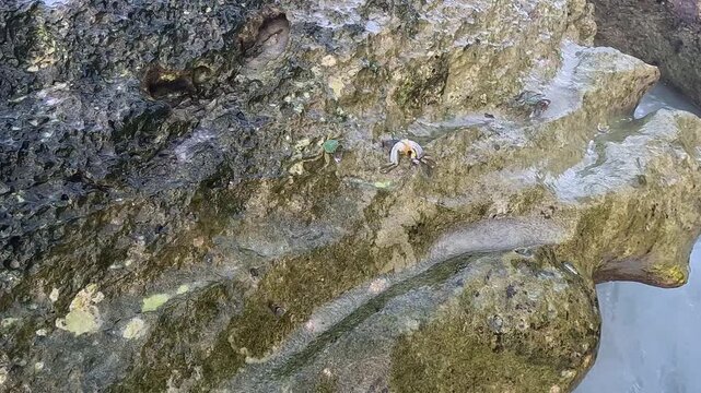 Small Crabs Crawling on Mossy Coastal Rocks by the Ocean Water
