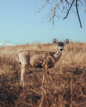 View of a mule deer standing in a dry grassy field under a clear blue sky in Denver, Colorado, United States.