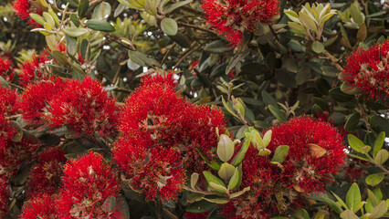 Naklejka premium Metrosideros excelsa in Full Bloom — New Zealand Christmas Tree Pōhutukawa Red Flower Close-Up with Stamens and Yellow Anthers