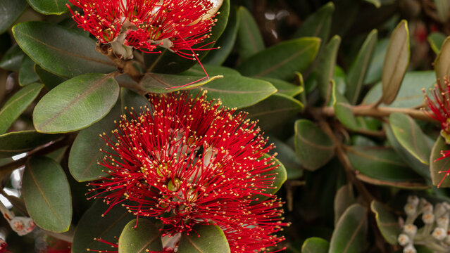 Metrosideros excelsa in Full Bloom &mdash; New Zealand Christmas Tree Pōhutukawa Red Flower Close-Up with Stamens and Yellow Anthers
