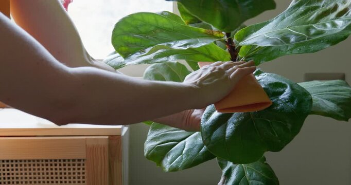 Woman caring for houseplants, cleaning the leaves of a ficus lyrata. Home gardening. Hobby.