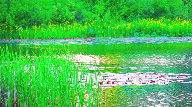 Vibrant green wetland pond with blooming yellow water iris flowers