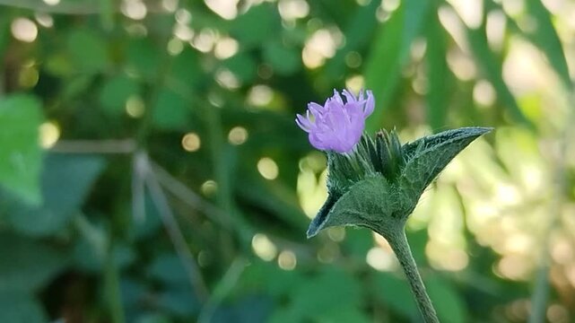 Carolina elephant's foot (Elephantopus carolinianus) wild purple flower blooming in nature