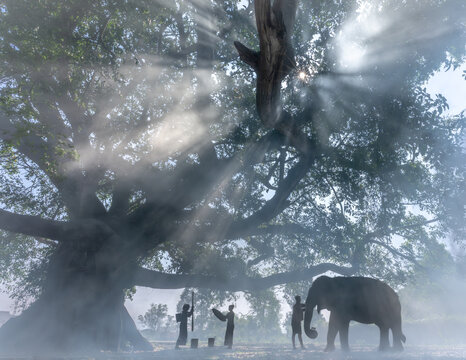 View of an elephant and people under a large tree with sun rays filtering through the mist at Lak Lake, Lien Son Lak, Dak Lak, Vietnam.