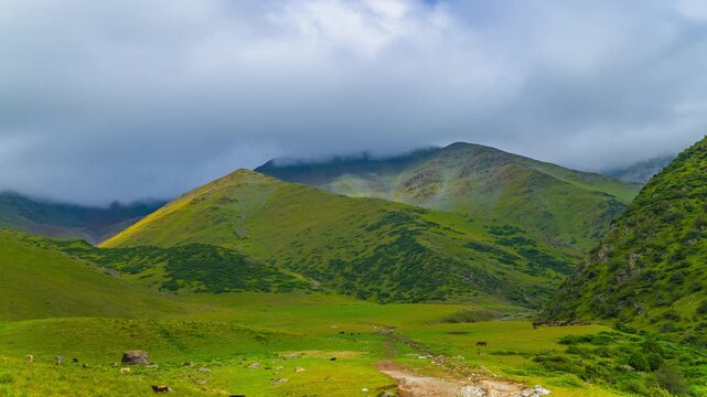 time-lapse of grass-fed free-range cows and sheep grazing on green alpine mountain slopes in Kyrgyzstan