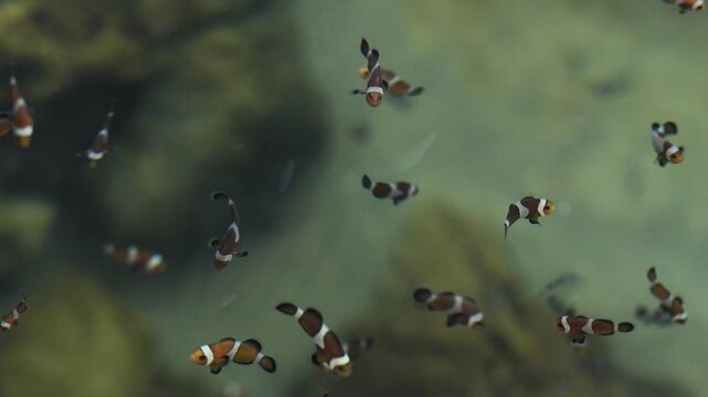 slow motion of ocellaris clownfish or anemone fish swimming in water