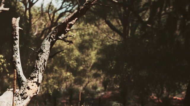A dry tree branch stands out in a forest filled with green plants and trees. Light filters through the leaves, creating a warm atmosphere in the outdoor setting.