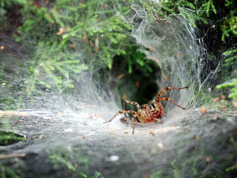 A spider (Agelena labyrinthica) is positioned at the entrance of its funnel-shaped web, nestled amongst green foliage. The web is intricate and appears to be coated with dust and debris.