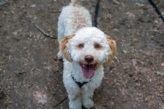 Portrait of a happy Lagotto Romagnolo dog looking up with its tongue out, featuring heterochromia with one blue and one brown eye, standing on a dirt forest path.