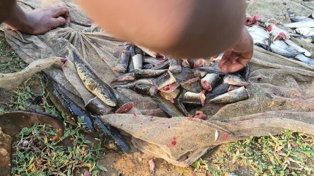 A person is using a traditional iron tool to cut fish by hand. A fishing net holds a large catch of small fish, with several already cut into segments, highlighting an outdoor.