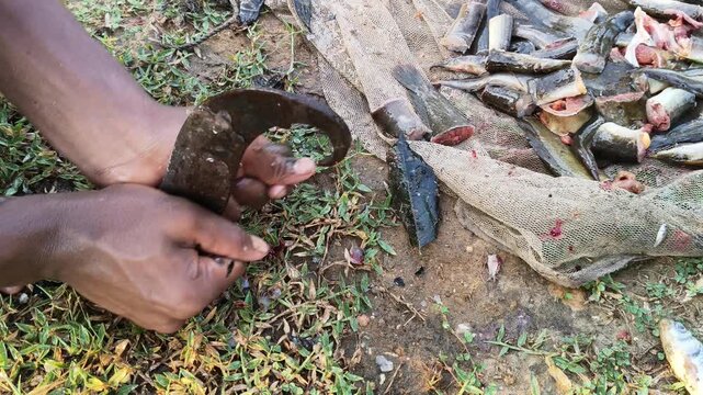 A person is using a traditional iron tool to cut fish by hand. A fishing net holds a large catch of small fish, with several already cut into segments, highlighting an outdoor.