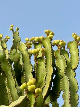 Minimalist view of a green cactus succulent reaching into a clear blue sky with a modern cream-coloured building in the background. Contemporary botanical image with clean lines, natural textures,