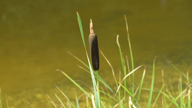 Common Cattail Growing Beside Calm Pond