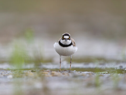 Little-ringed plover, Charadrius dubius