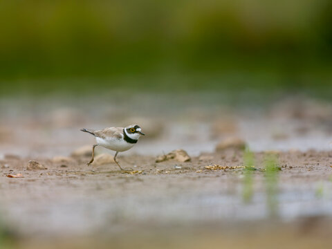 Little-ringed plover, Charadrius dubius