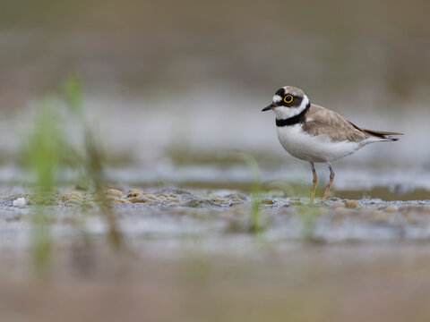 Little-ringed plover, Charadrius dubius