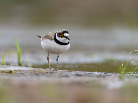 Little-ringed plover, Charadrius dubius