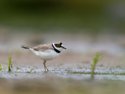 Little-ringed plover, Charadrius dubius