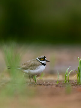 Little-ringed plover, Charadrius dubius