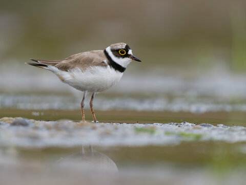 Little-ringed plover, Charadrius dubius