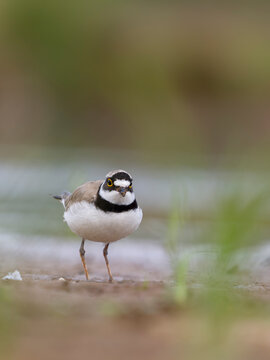 Little-ringed plover, Charadrius dubius