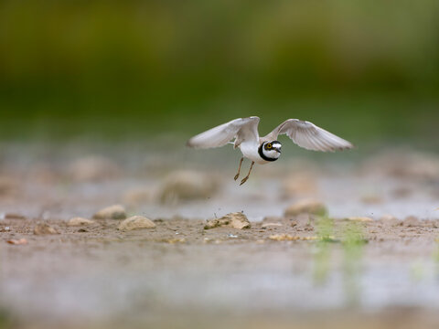 Little-ringed plover, Charadrius dubius
