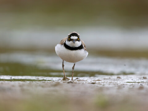 Little-ringed plover, Charadrius dubius