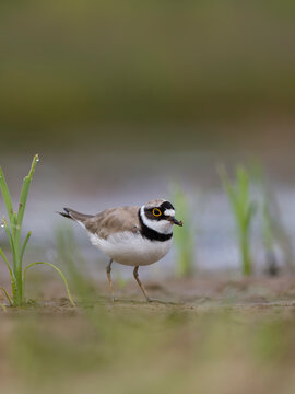 Little-ringed plover, Charadrius dubius