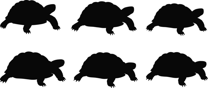 Tortoise silhouette set, turtle clipart vector, reptile shadow design, animal outline graphic, wildlife illustration, pet turtle artwork, crawling tortoise shapes