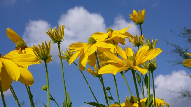 Yellow Coneflowers Blooming Under Blue Sky